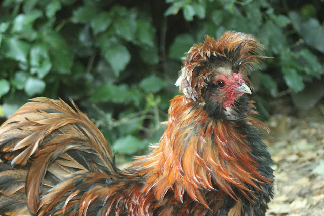 Frizzled Golden Polish Crested Rooster