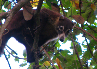 pizote in tree