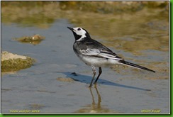 Slimbridge WWT - May