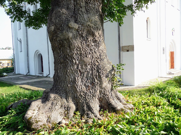 Чернигов. Елецкий Успенский монастырь. Старое дерево возле Успенского собора