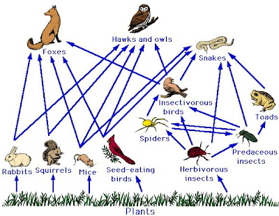 food web and food chain. picture of food chain and food