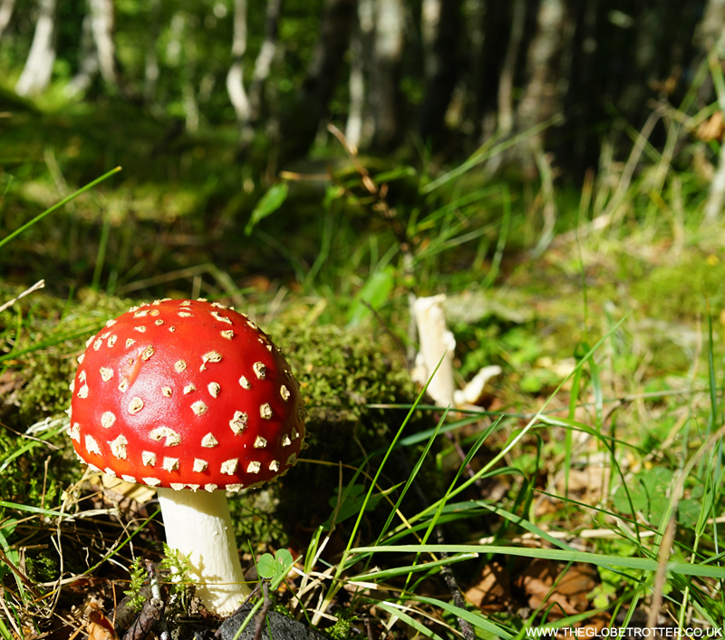 Colourful mushroom