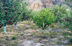 Inside an apple orchard at Tabo, Himachal Pradesh