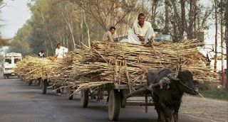 sugarcane-price-increased-to-255-rupees-per-quintal