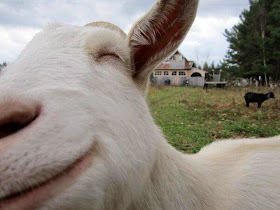 Funny animals of the week - 21 March 2014 (40 pics), funny animal pictures, happy goat close up photo