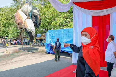 Paus Balin Sepanjang 50 Meter Mati Terdampar di Surabaya