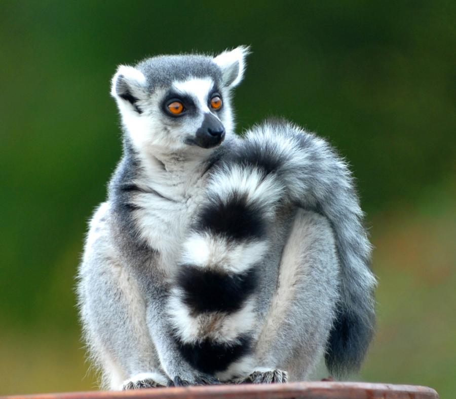  Ring Tailed  Cat  Amazing Creature Interesting All Facts 