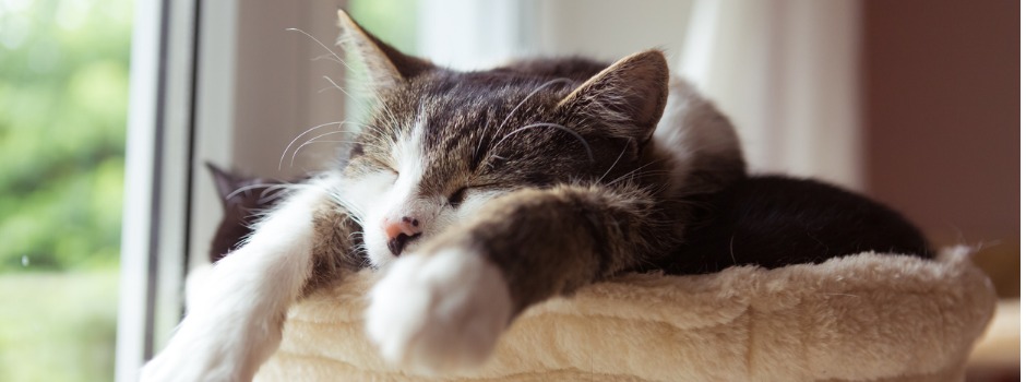 psychology facts about dreams for animals