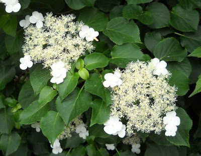 Hydrangea petiolaris care and culture