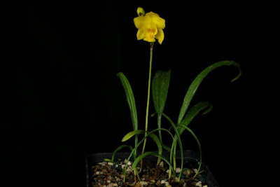 Spathoglottis ixioides care and culture