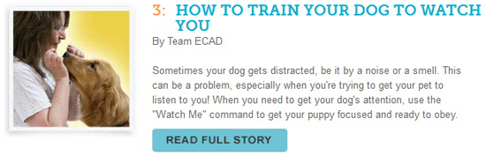 http://cesarswaytraining.blogspot.com/2014/08/how-to-train-your-dog-to-watch-you.html