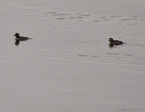 13. buffleheads-kab
