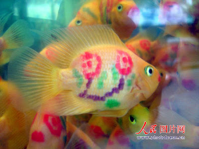 tattooed parrot fish