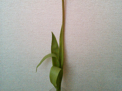 選択した画像 チューリッ�� 一輪 445191-チューリップ ���輪挿し