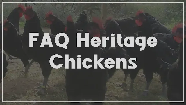 FAQ Heritage Chickens