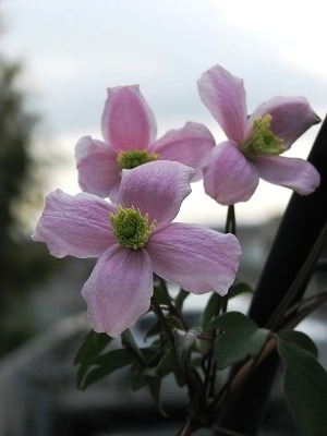 Blog 今日も庭にでてます クレマチスが咲き始めました