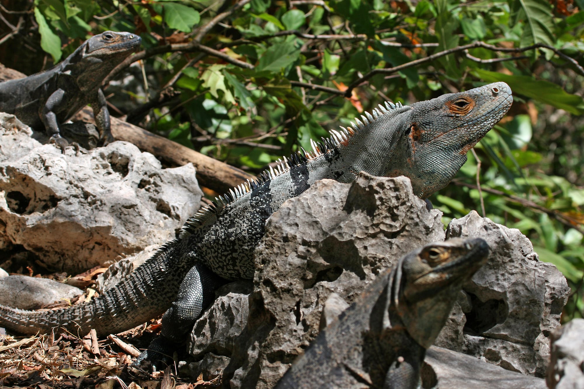 About the Black Iguana, the Fastest Reptile in the World