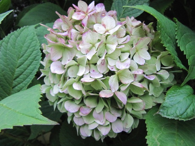 How To Dry Hydrangeas