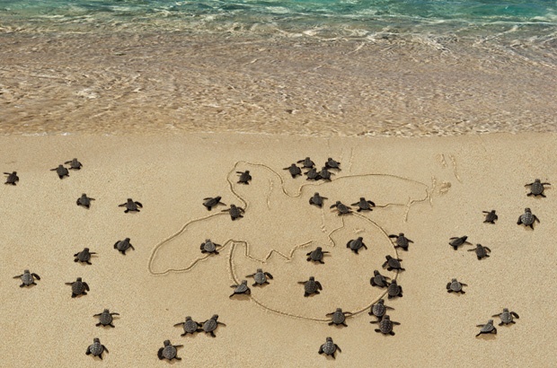 TAMAR 35 anos, Exposição conta história da 1ª geração de tartarugas marinhas