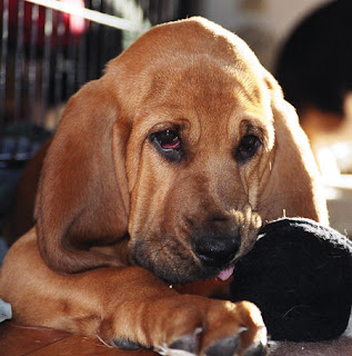 Bloodhound Puppy