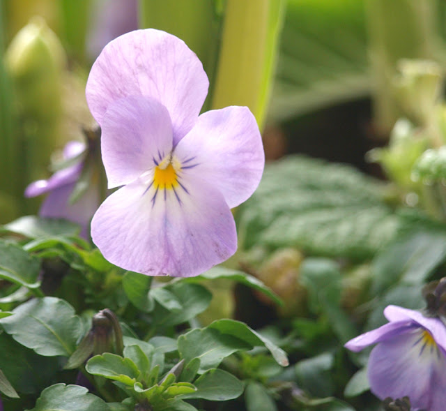 Lyslilla hornviol i fad med forårsblomster