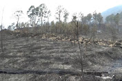 Bupati Ngawi Siapkan Strategi Pemulihan Lahan Gunung Lawu Pasca Kebakaran