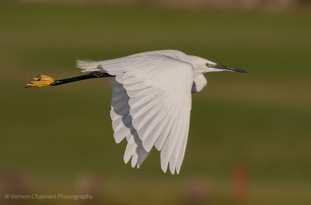 Little Egret in Flight - W.oodbridge Island Cape T.own