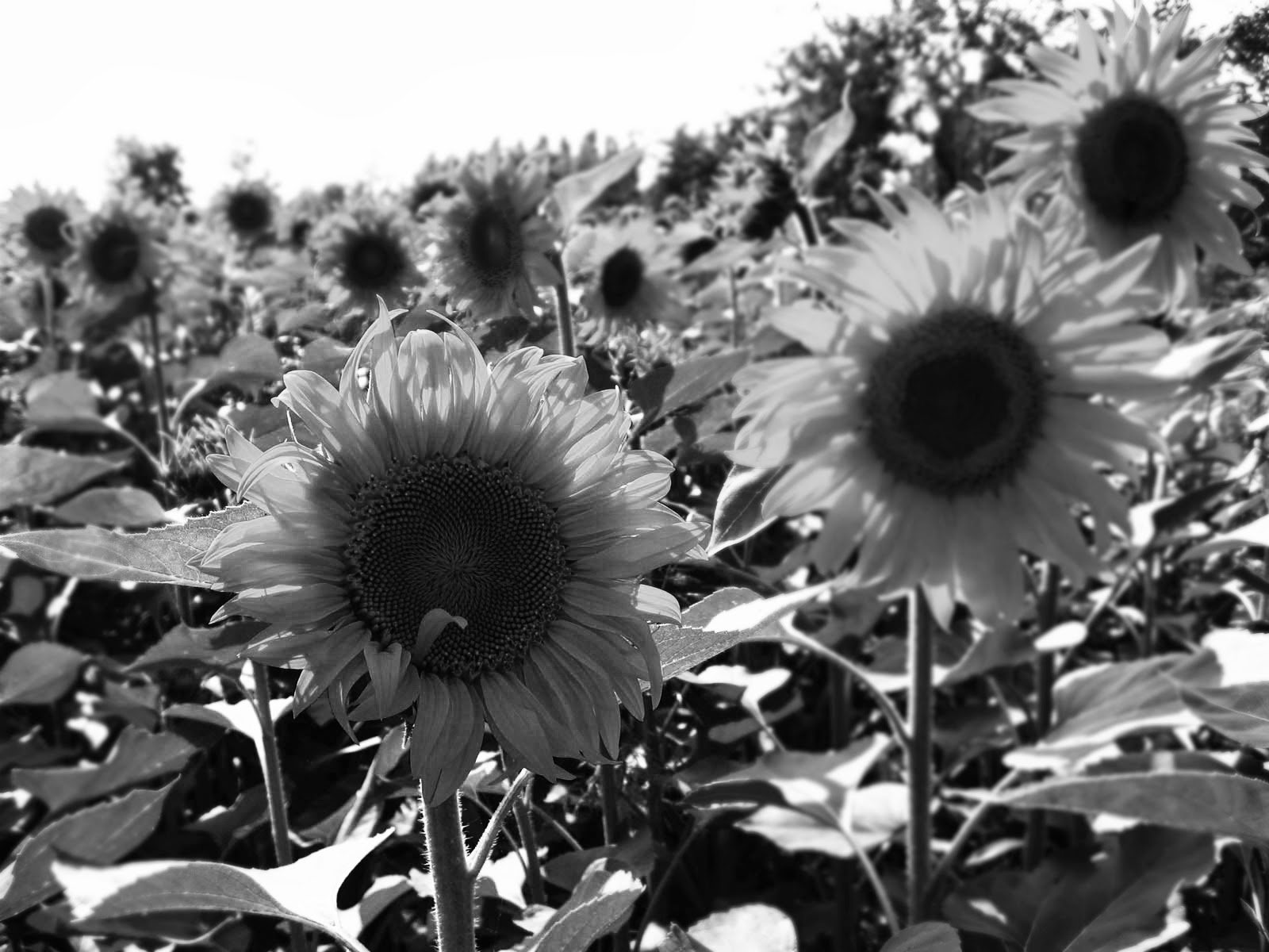 Gambar Bunga Matahari Hitam Putih IV Kumpulan Gambar Gambar