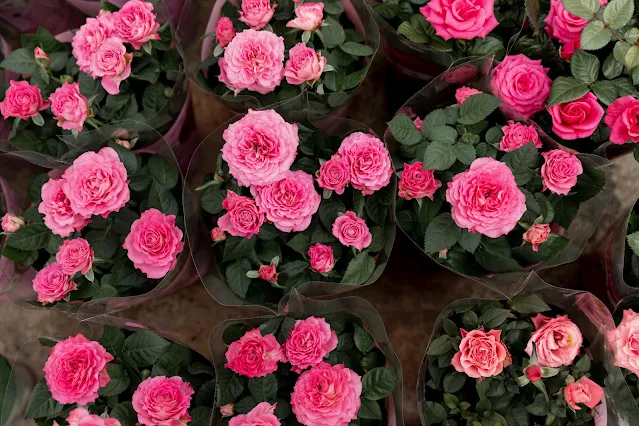 12 Types of Roses for Your Garden