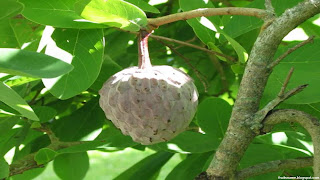 Ilama fruit images wallpaper