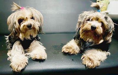 Bella & Storm Yorkie bonded Pair