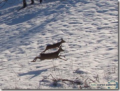 ghica-06-02-2011-sony-h-50-