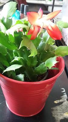 My Christmas cactus from Ikea is blooming!