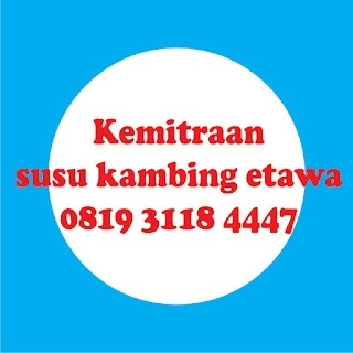 kemitraan susu kambing etawa