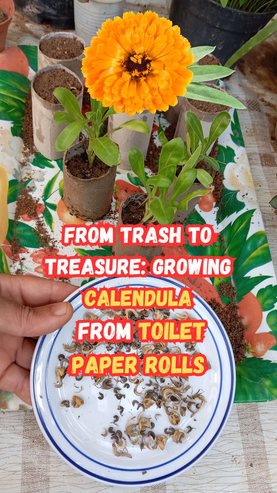 Discover the art of seed propagation and learn how to repurpose everyday household items like toilet paper rolls to create an eco-friendly seed starting system. You'll learn the step-by-step instructions for filling the toilet paper rolls with the right soil mix, and planting your Calendula seeds with precision.