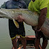 Mengenal Ikan Arapaima, Hewan Raksasa yang Muncul di Sungai Brantas