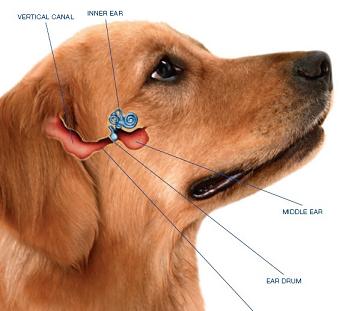 Dog Ear Treatment