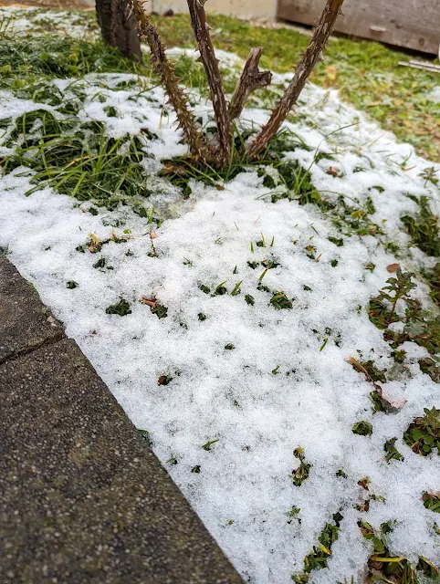 2021年11月27日の雪