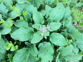 Μπόραγκο-Borago officinalis