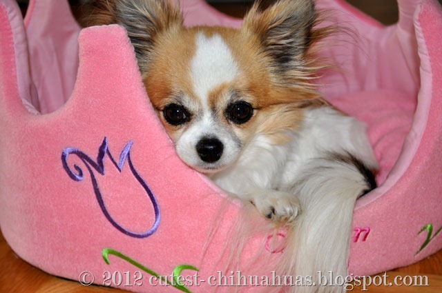 chihuahua-prinsessa