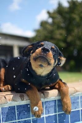 A black and brown puppy splashes around on the edge of a pool