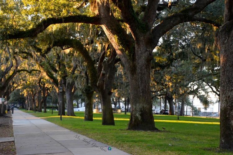 Live Oak Trees:  #10 of 12 Things To Do in 24 Hours in Savannah, GA | Ms. Toody Goo Shoes