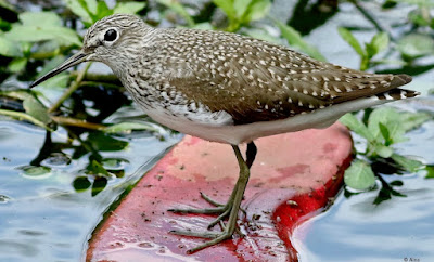 "Green Sandpiper - winter visitor, in the little streamlet, looking for prey."