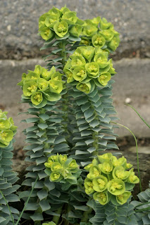 Euphorbe de Corse - Euphorbe myrsinites - Euphorbia corsica - Euphorbia myrsinites