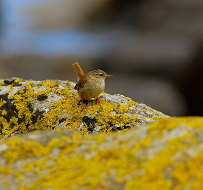 Wren Troglodytes troglodytes