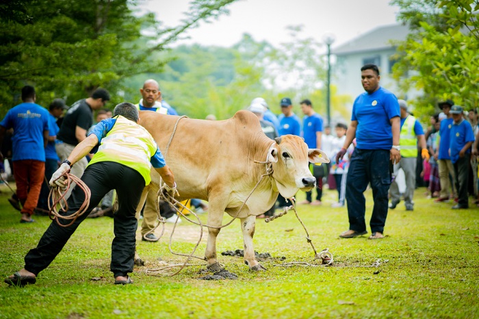 Selamat Hari Raya Haji Cow Is Sacrificed Korban
