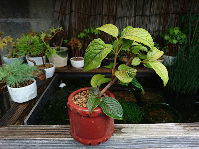 オオデマリのミニ盆栽