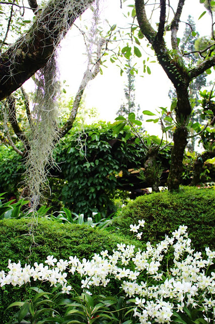 たにことたにく Singapore Botanic Garden シンガポール ボタニックガーデン 蘭 スパニッシュモスの画像