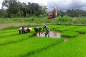 Petani Lampung Tolak Rencana Pemerintah Impor Beras