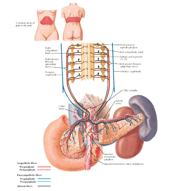 Autonomic Innervation of Pancreas: Schema Anatomy